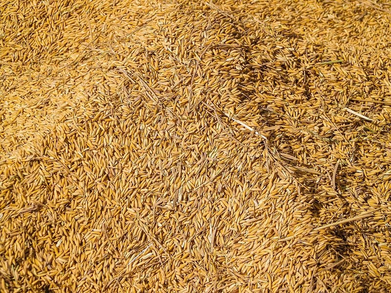 Rice husk biomass fuel — pale golden husks close up